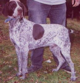 breeding shorthair male