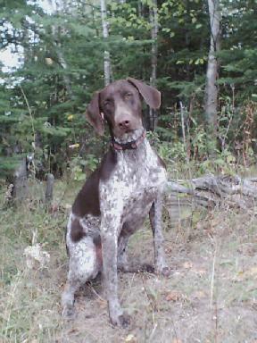 Wrangler - German Shorthair